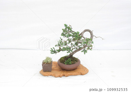 a Bonsai pine tree against a white wall 109932535