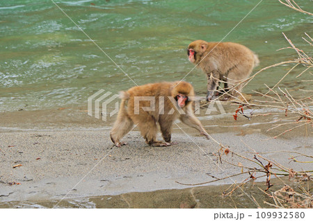 烏川渓谷の野生ニホンザル 109932580