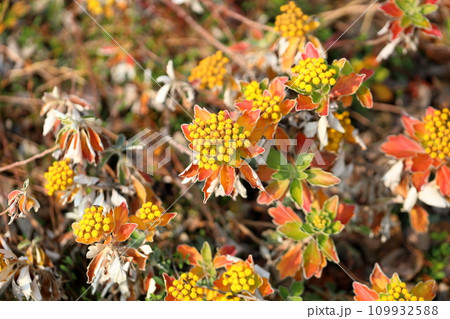 イソギクの花 109932588