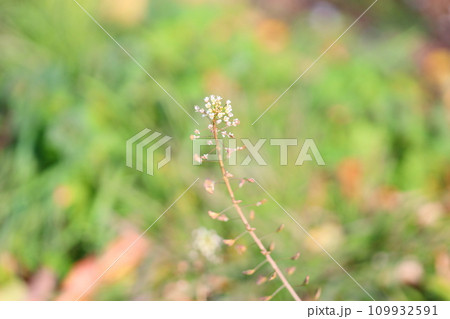 ナズナの花 ナズナの花 109932591