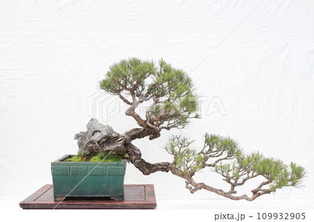 a Bonsai pine tree against a white wall 109932905