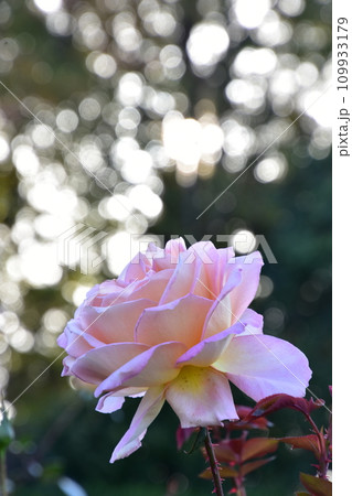 光に照らされるバラ 109933179