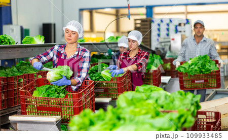 Woman in uniform during ripe sorting lettuce at warehouse at vegetable factory Woman in uniform during ripe sorting lettuce at warehouse at vegetable factory 109933485