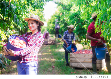 Happy female farmer with bucket of peaches in the orchard 109933493