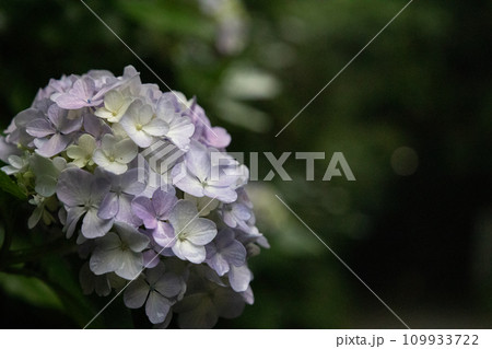 紫色に色づきつつある多くの装飾花を備えるアジサイの手毬咲きの花が咲いています 109933722