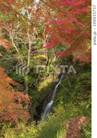 紅葉の不忍の滝 紅葉の不忍の滝 109933737