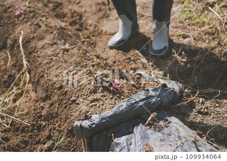 vegetable field vegetable field 109934064