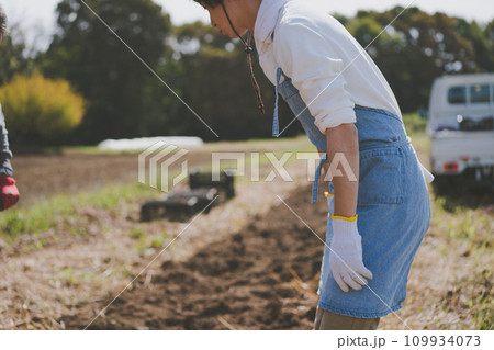 vegetable field 109934073