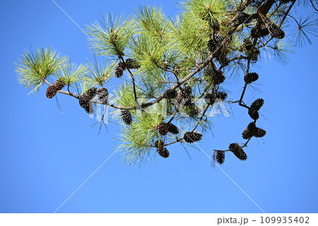 マツカサ・松ポックリ 109935402