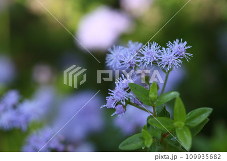 オオカッコウアザミの花と朝露 オオカッコウアザミの花と朝露 109935682