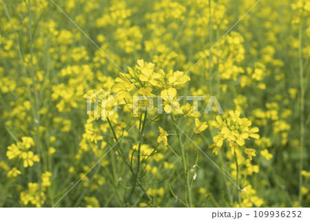 Rape blossoms in a field 109936252