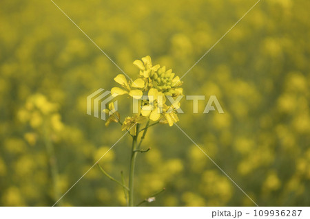 Mustard flower blossoms in the field Mustard flower blossoms in the field 109936287