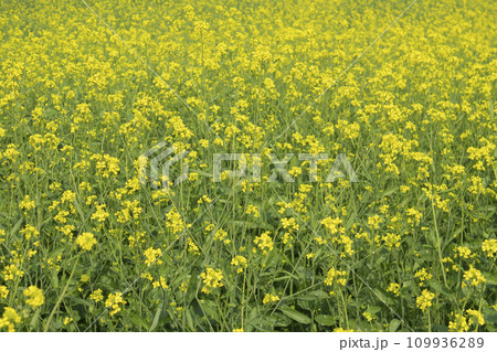 Blooming mustard flowers field in springtime Blooming mustard flowers field in springtime 109936289