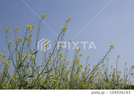 Mustard flowers blossoms with blue sky in the background 109936293