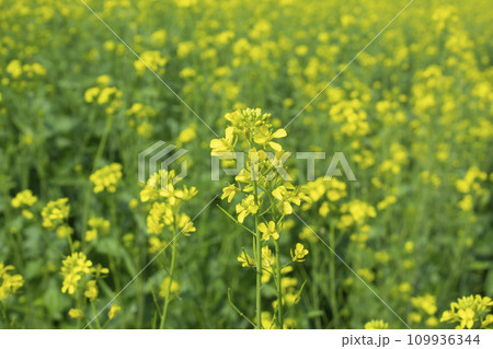 Rape blossoms in a field in spring 109936344