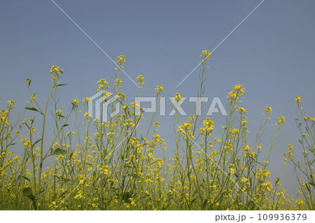 Mustard flowers blossoms in the field Mustard flowers blossoms in the field 109936379