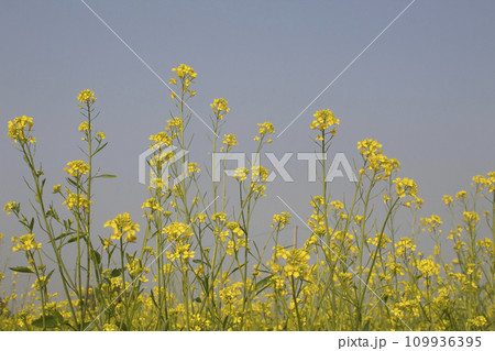 Mustard flowers blossoms in a field in spring Mustard flowers blossoms in a field in spring 109936395
