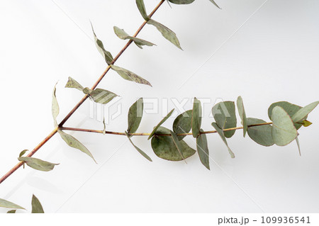 eucalyptus branch with green leaves on a white background, eucalyptus leaves flat laying, top view, copy space eucalyptus branch with green leaves on a white background, eucalyptus leaves flat laying, top view, copy space 109936541