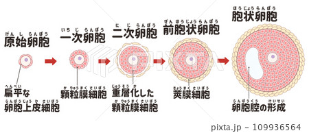原始卵胞と発育卵胞　わかりやすい日本語図解イラスト 109936564