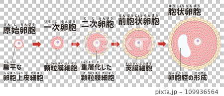 原始卵胞と発育卵胞　わかりやすい日本語図解イラスト 109936564