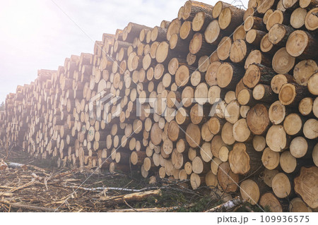 Woodpile fresh cut pine logs at sawmill factory. Big stack of tree trunks at wood production lumber mill. Processing timber material at wood construction warehouse. Chopped firewood stumps. Forestry 109936575