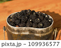 fresh forest blackberries collected in metal dishes, close-up, selective focus, tinted image, black forest berry 109936577