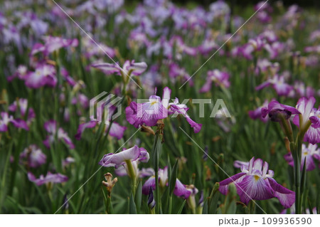 菖蒲園のハナショウブ⑪ 109936590