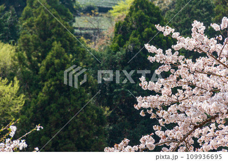静岡県島田市川根町家山 桜のトンネルと周辺の風景 静岡県島田市川根町家山 桜のトンネルと周辺の風景 109936695