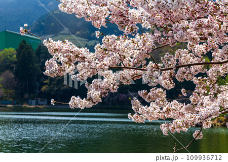 静岡県島田市川根町家山 桜のトンネルと周辺の風景 静岡県島田市川根町家山 桜のトンネルと周辺の風景 109936712