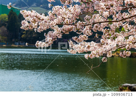 静岡県島田市川根町家山　桜のトンネルと周辺の風景 109936713