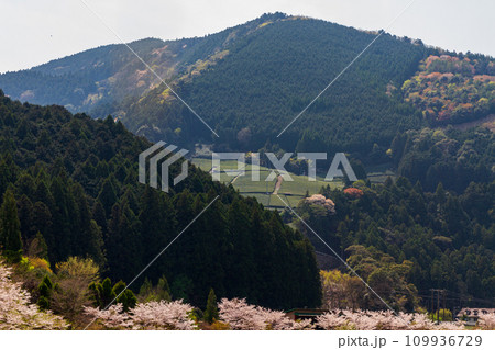 静岡県島田市川根町家山 桜のトンネルと周辺の風景 静岡県島田市川根町家山 桜のトンネルと周辺の風景 109936729
