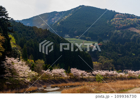 静岡県島田市川根町家山 桜のトンネルと周辺の風景 静岡県島田市川根町家山 桜のトンネルと周辺の風景 109936730