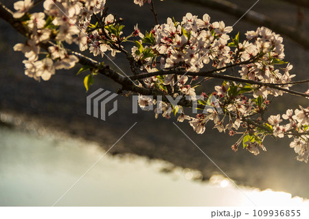 静岡県周智郡森町向天方 太田川堤の桜と周辺の風景 静岡県周智郡森町向天方 太田川堤の桜と周辺の風景 109936855