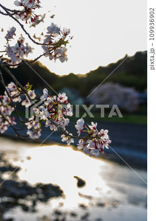 静岡県周智郡森町向天方　太田川堤の桜と周辺の風景 109936902