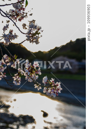 静岡県周智郡森町向天方 太田川堤の桜と周辺の風景 静岡県周智郡森町向天方 太田川堤の桜と周辺の風景 109936903