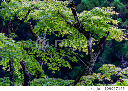 静岡県周智郡森町一宮　小國神社と境内の風景 109937166