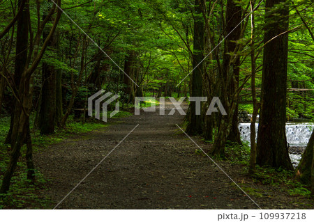静岡県周智郡森町一宮　小國神社と境内の風景 109937218