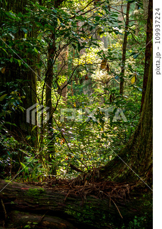 静岡県周智郡森町一宮　小國神社と境内の風景 109937224