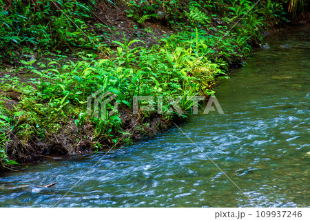 静岡県周智郡森町一宮　小國神社と境内の風景 109937246