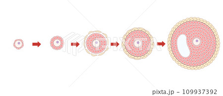 原始卵胞と発育卵胞　わかりやすい図解イラスト 109937392