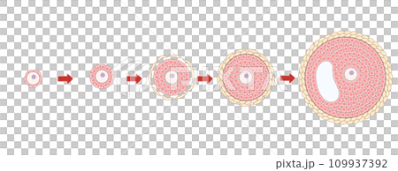 原始卵泡和發育中的卵泡 - 易於理解的插圖 109937392