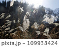 山の中のスギ林でススキが美しい　福島県只見町 109938424