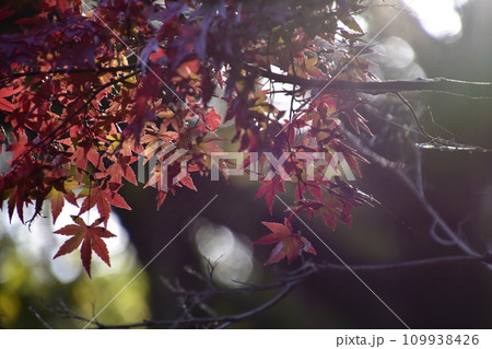 光に照らされる紅葉 109938426