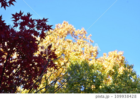 秋の空と紅葉 109938428