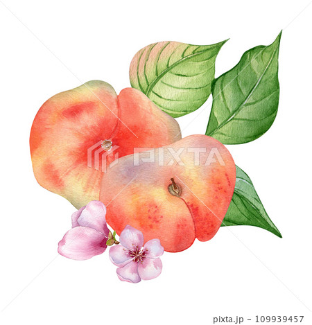 Chines fig peaches and flower with leaves watercolor illustration isolated on white. Ripe fruits painted. Flat peach hand drawn. Design element for package, label, kitchen, skin care cosmetic, juice 109939457