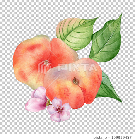 Chines fig peaches and flower with leaves watercolor illustration isolated on white. Ripe fruits painted. Flat peach hand drawn. Design element for package, label, kitchen, skin care cosmetic, juice 109939457