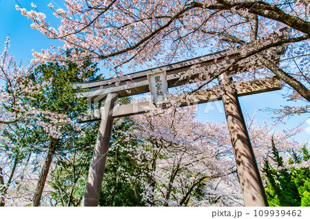 山梨 桜満開の冨士御室浅間神社　～表参道の大鳥居～ 109939462