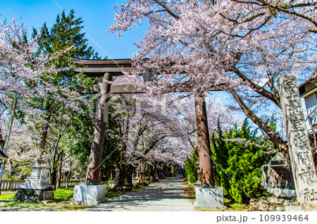 山梨 桜満開の冨士御室浅間神社 ~表参道の大鳥居~ 山梨 桜満開の冨士御室浅間神社 ~表参道の大鳥居~ 109939464