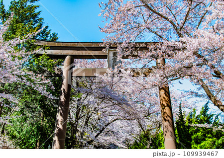 山梨 桜満開の冨士御室浅間神社　～表参道の大鳥居～ 109939467