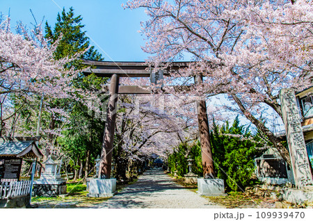 山梨 桜満開の冨士御室浅間神社 ~表参道の大鳥居~ 山梨 桜満開の冨士御室浅間神社 ~表参道の大鳥居~ 109939470